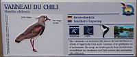 Vanneau du Chili, Vanellus chilensis (Photo F. Mrugala) (txt)